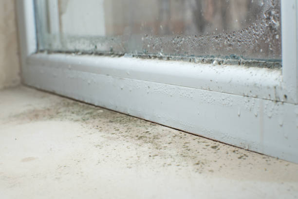 Best Mold Damage Restoration  in Doffing, TX